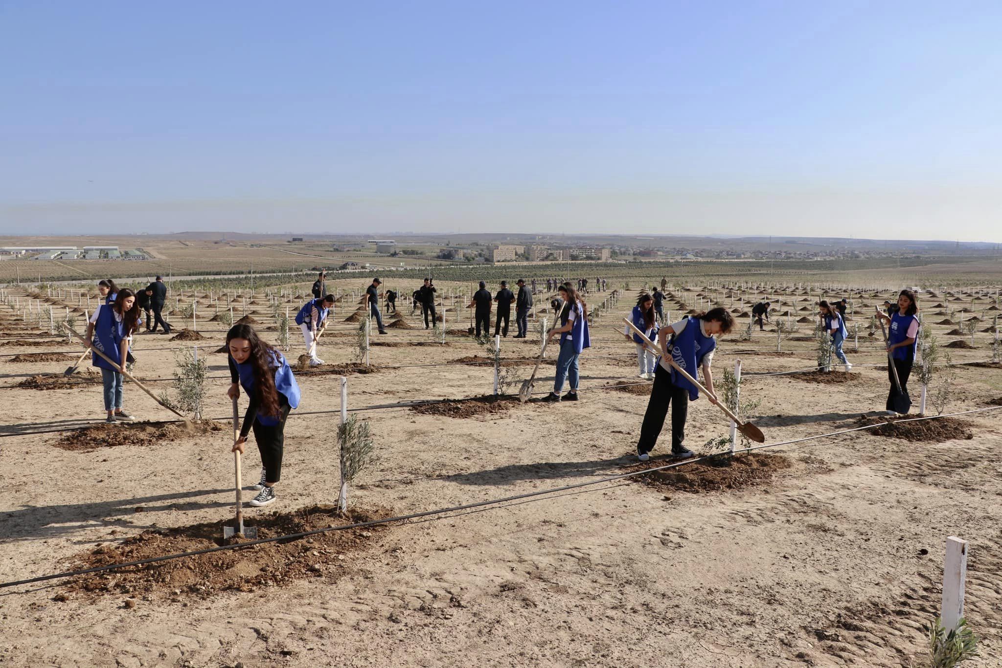 Earth greening - Plant a tree