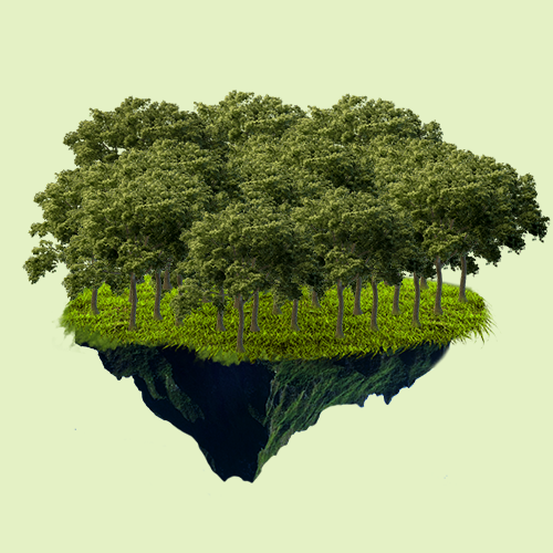 Cultivate a forest as a company min – 250 Trees