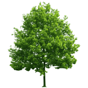 earth greening tree