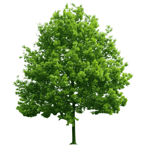 earth greening tree