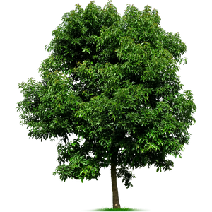 earthgreening tree