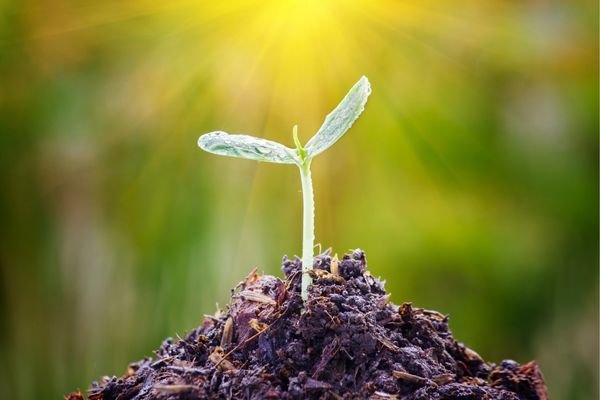seeding - earthgreening 1