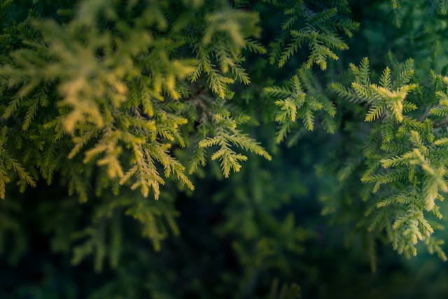 Green-Tree-Macro-Photography