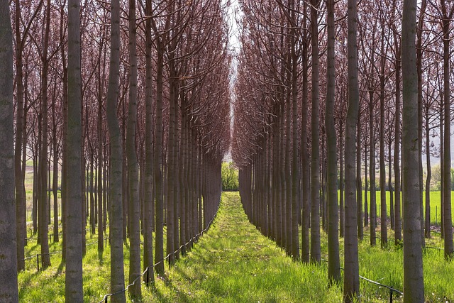 Paulownia trees